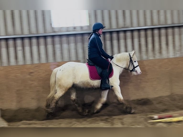 Cob Wallach 4 Jahre 138 cm Tigerschecke in Sligo