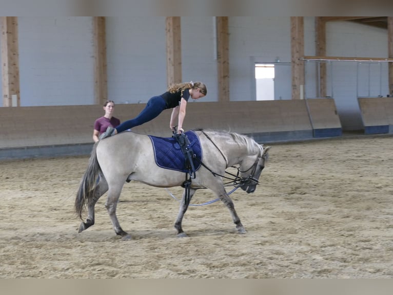 Cob Wallach 4 Jahre 140 cm Falbe in Ganschow