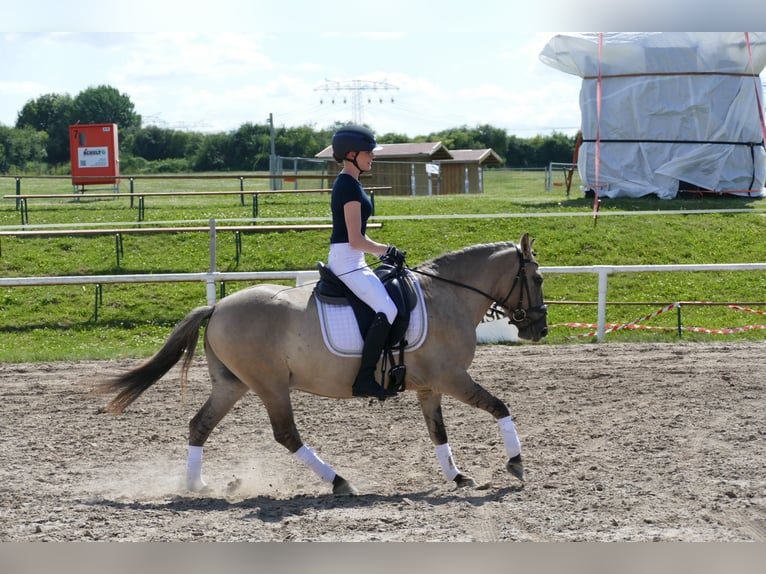 Cob Wallach 4 Jahre 140 cm Falbe in Ganschow