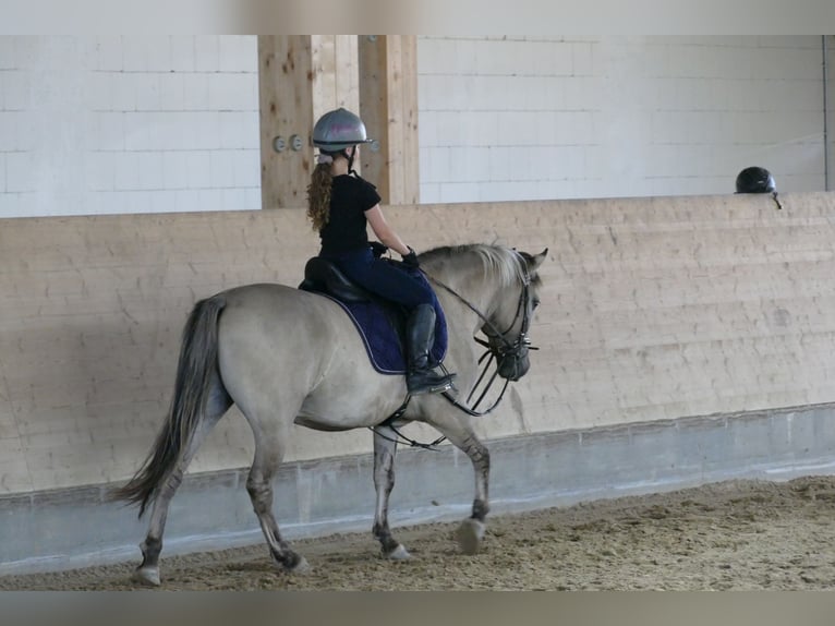 Cob Wallach 4 Jahre 140 cm Falbe in Ganschow
