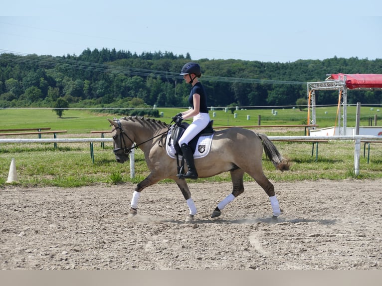 Cob Wallach 4 Jahre 140 cm Falbe in Ganschow