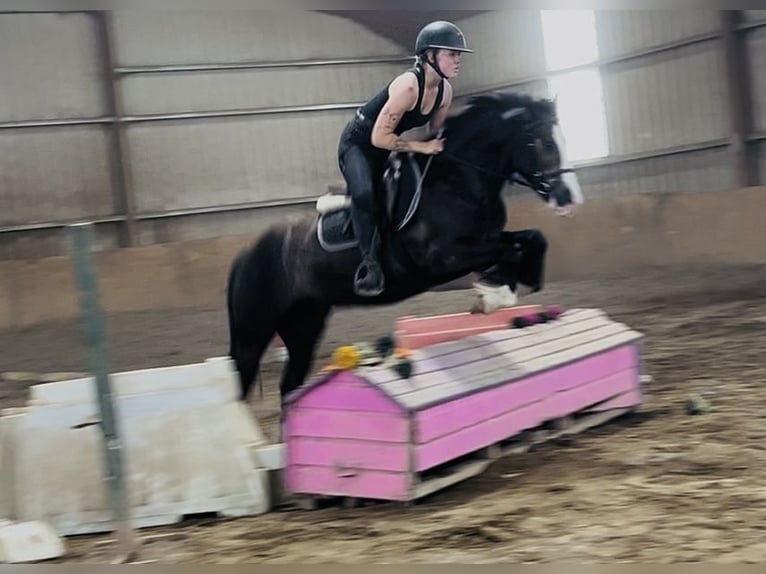 Cob Wallach 4 Jahre 140 cm Rotbrauner in Sligo