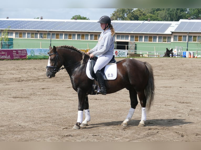 Cob Wallach 4 Jahre 142 cm Dunkelfuchs in Ganschow