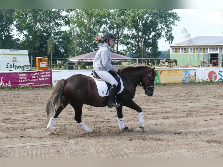 Cob Wallach 4 Jahre 142 cm Dunkelfuchs in Ganschow