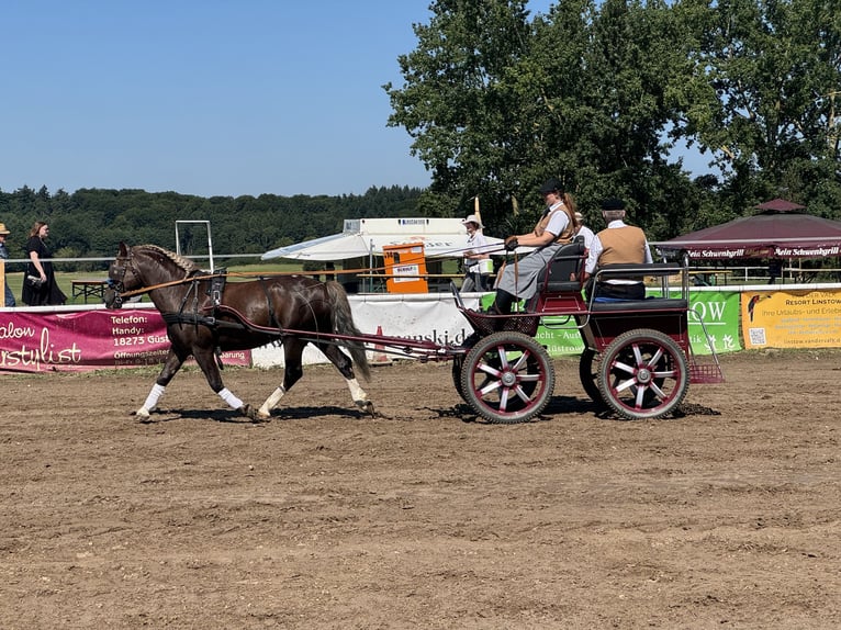 Cob Wallach 4 Jahre 142 cm Dunkelfuchs in Ganschow