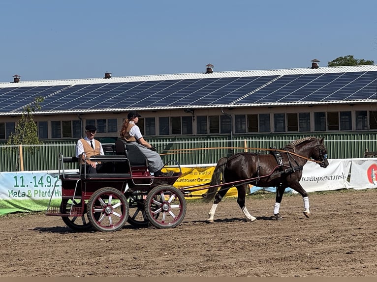 Cob Wallach 4 Jahre 142 cm Dunkelfuchs in Ganschow