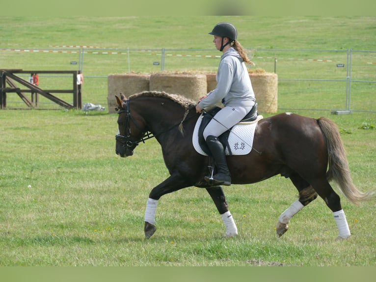 Cob Wallach 4 Jahre 142 cm Dunkelfuchs in Ganschow