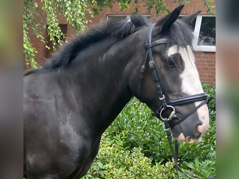 Cob Wallach 4 Jahre 143 cm Rappe in Hopsten