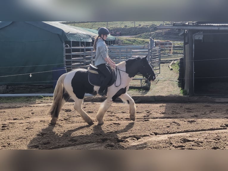 Cob Mix Wallach 4 Jahre 143 cm Schecke in Morsbach