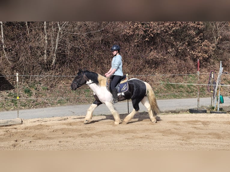 Cob Mix Wallach 4 Jahre 143 cm Schecke in Morsbach