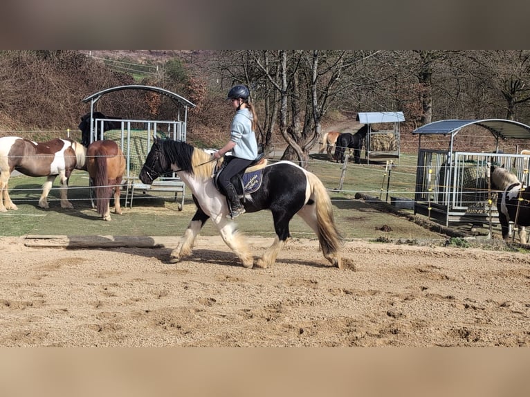 Cob Mix Wallach 4 Jahre 143 cm Schecke in Morsbach