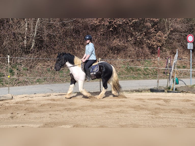 Cob Mix Wallach 4 Jahre 143 cm Schecke in Morsbach