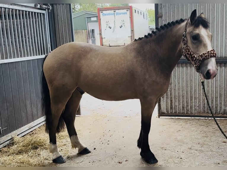 Cob Wallach 4 Jahre 146 cm Falbe in Sligo