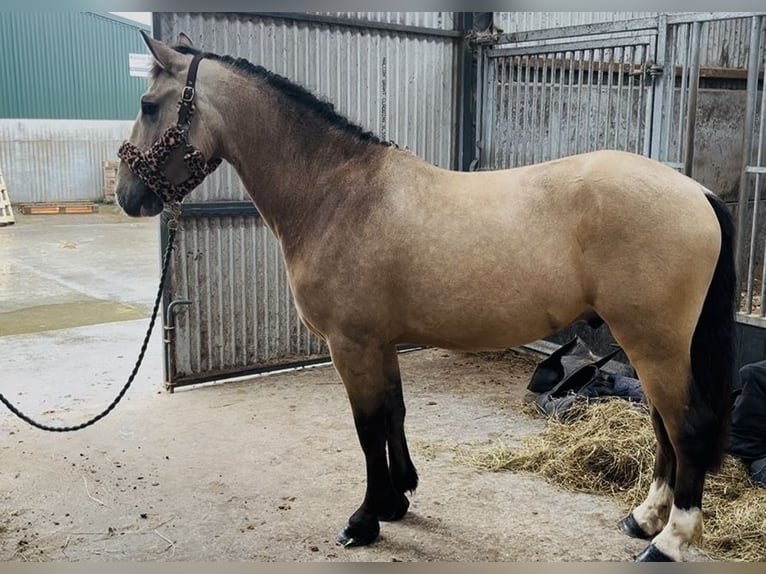 Cob Wallach 4 Jahre 146 cm Falbe in Sligo