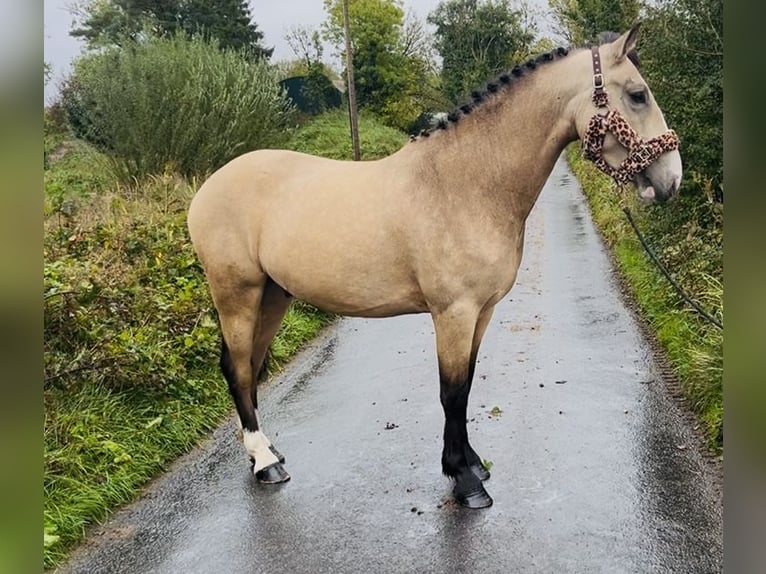 Cob Wallach 4 Jahre 146 cm Falbe in Sligo Cob Wallach 4 Jahre 146 cm Falbe in Sligo