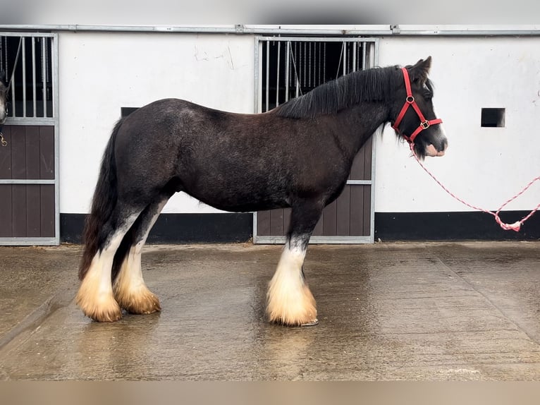 Cob Wallach 4 Jahre 146 cm Roan-Blue in Morsbach
