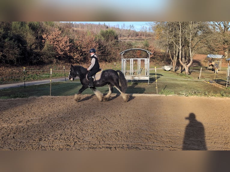 Cob Wallach 4 Jahre 146 cm Roan-Blue in Morsbach