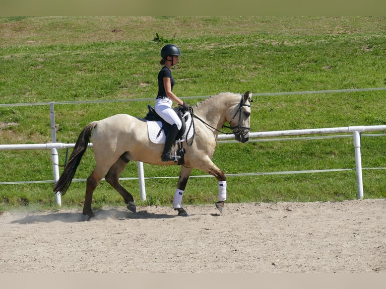 Cob Wallach 4 Jahre 147 cm Falbe in Ganschow