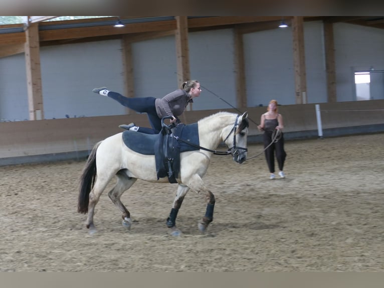 Cob Wallach 4 Jahre 147 cm Falbe in Ganschow