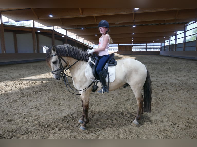 Cob Wallach 4 Jahre 147 cm Falbe in Ganschow