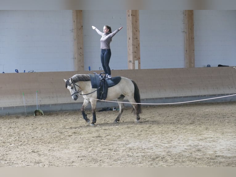 Cob Wallach 4 Jahre 147 cm Falbe in Ganschow