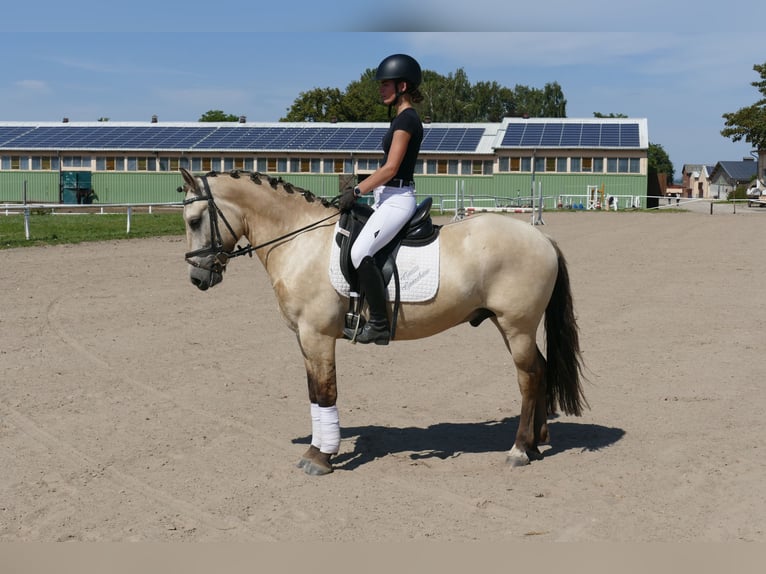 Cob Wallach 4 Jahre 147 cm Falbe in Ganschow