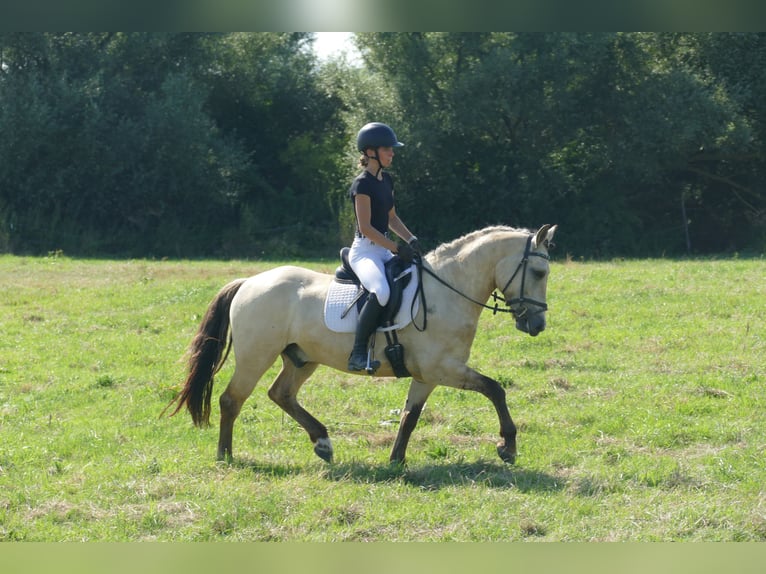 Cob Wallach 4 Jahre 147 cm Falbe in Ganschow