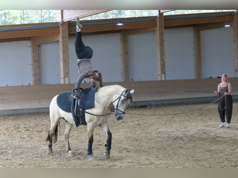 Cob Wallach 4 Jahre 147 cm Falbe in Ganschow