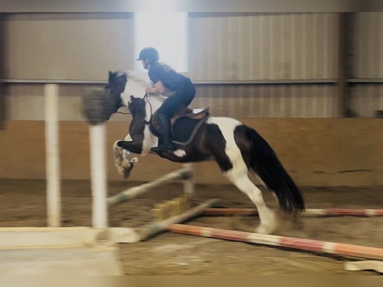 Cob Wallach 4 Jahre 147 cm Schecke in Sligo