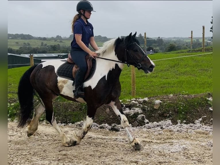 Cob Wallach 4 Jahre 147 cm Schecke in Sligo