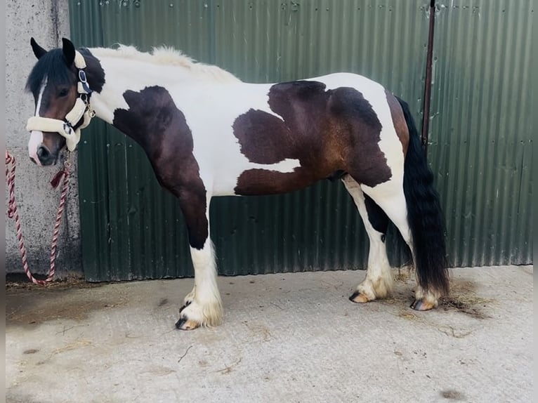 Cob Wallach 4 Jahre 147 cm Schecke in Sligo