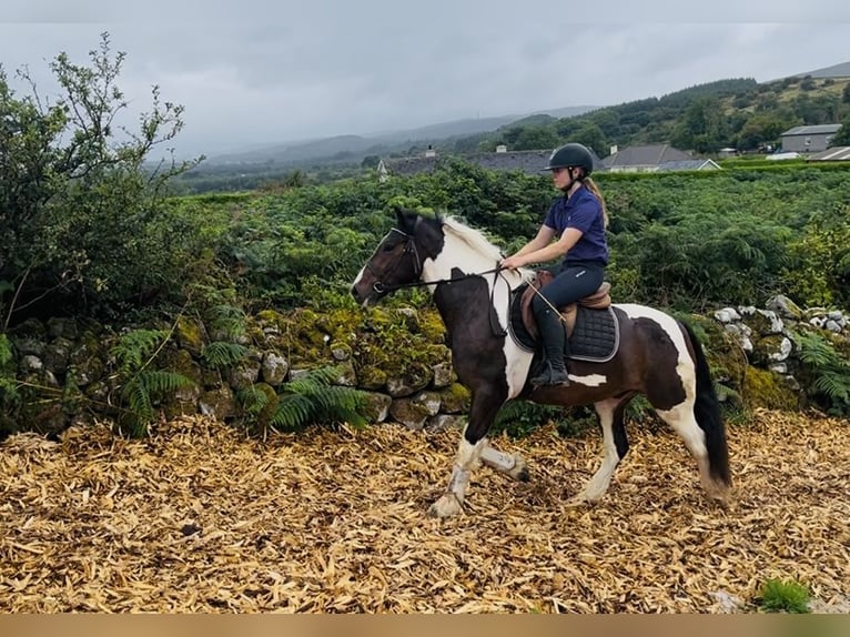 Cob Wallach 4 Jahre 147 cm Schecke in Sligo
