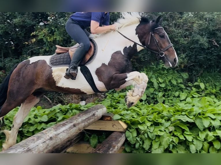 Cob Wallach 4 Jahre 147 cm Schecke in Sligo