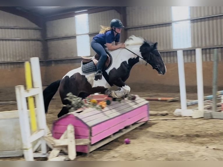 Cob Wallach 4 Jahre 147 cm Schecke in Sligo