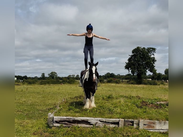 Cob Wallach 4 Jahre 147 cm Schecke in Mountrath, Co. Laois