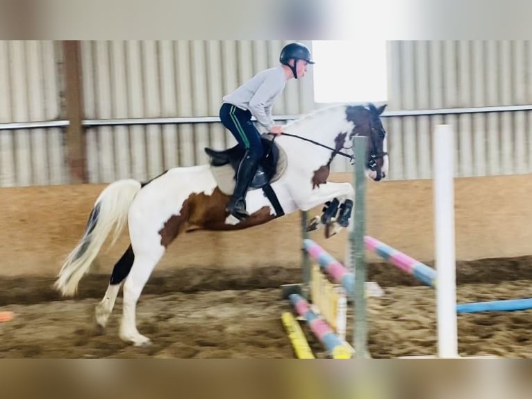 Cob Wallach 4 Jahre 147 cm Tigerschecke in Sligo
