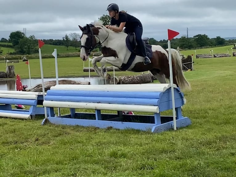 Cob Wallach 4 Jahre 147 cm Tigerschecke in Sligo