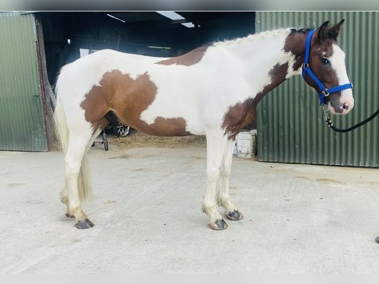 Cob Wallach 4 Jahre 147 cm Tigerschecke in Sligo
