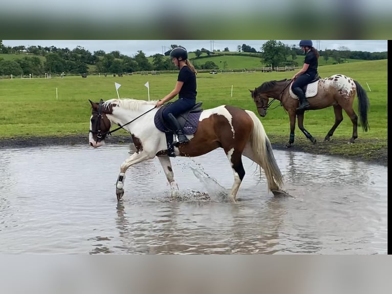 Cob Wallach 4 Jahre 147 cm Tigerschecke in Sligo