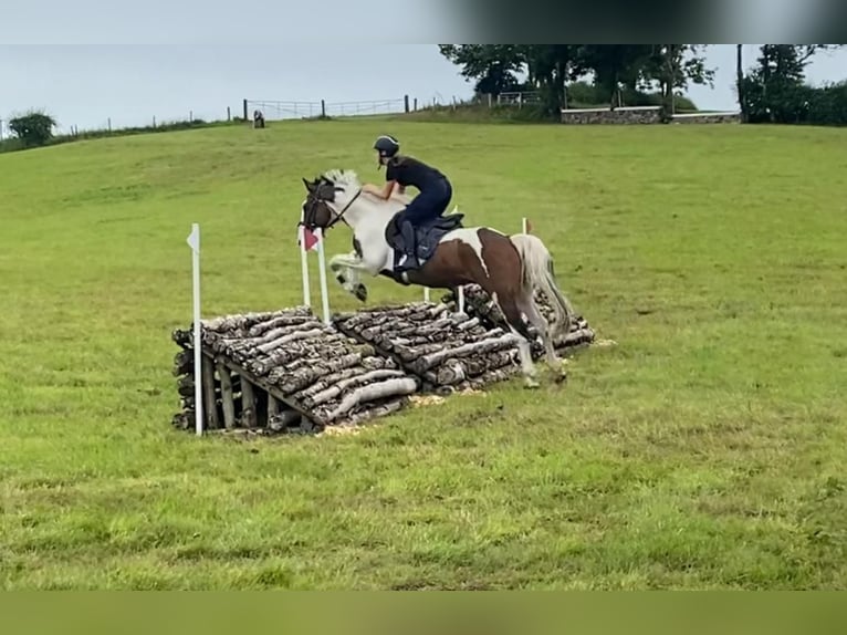 Cob Wallach 4 Jahre 147 cm Tigerschecke in Sligo