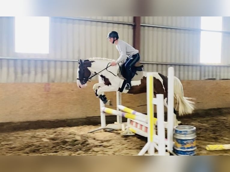 Cob Wallach 4 Jahre 147 cm Tigerschecke in Sligo