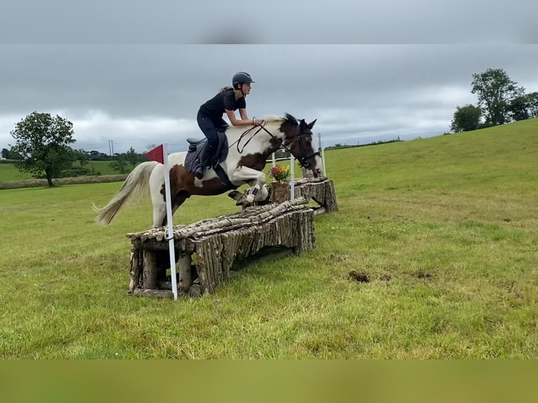 Cob Wallach 4 Jahre 147 cm Tigerschecke in Sligo
