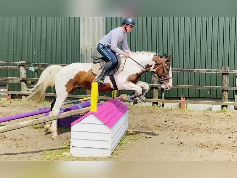 Cob Wallach 4 Jahre 147 cm Tigerschecke in Sligo