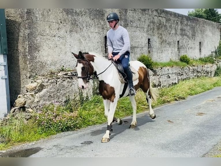 Cob Wallach 4 Jahre 147 cm Tigerschecke in Sligo