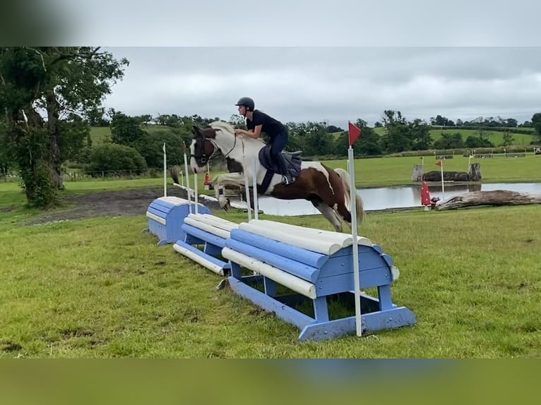 Cob Wallach 4 Jahre 147 cm Tigerschecke in Sligo