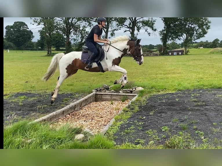 Cob Wallach 4 Jahre 147 cm Tigerschecke in Sligo