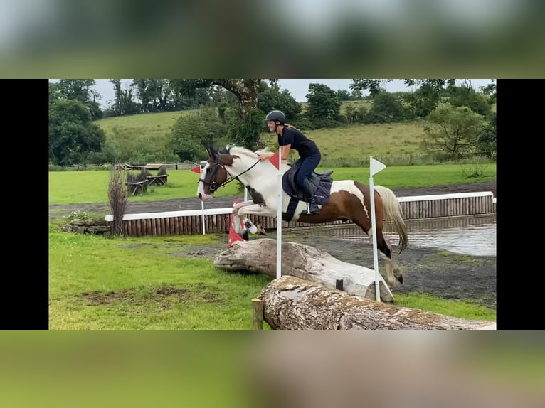 Cob Wallach 4 Jahre 147 cm Tigerschecke in Sligo