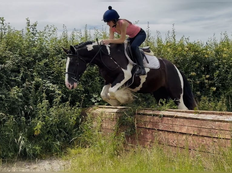 Cob Wallach 4 Jahre 147 cm Tobiano-alle-Farben in Mountrath, Co. Laois