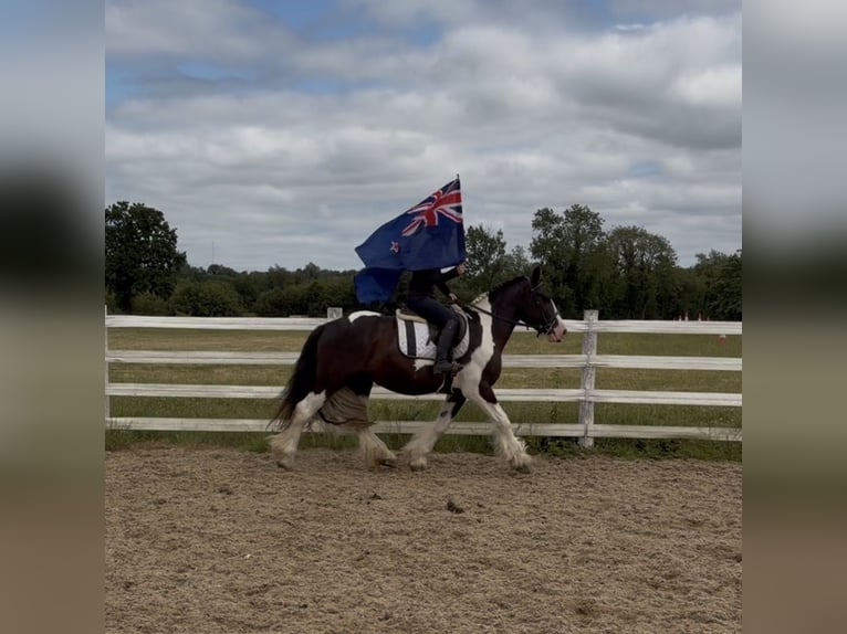 Cob Wallach 4 Jahre 147 cm Tobiano-alle-Farben in Mountrath, Co. Laois