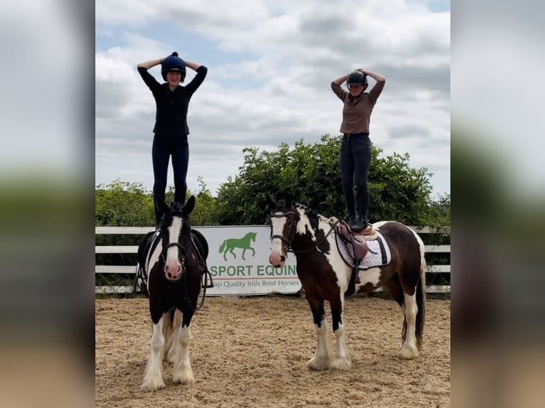 Cob Wallach 4 Jahre 147 cm Tobiano-alle-Farben in Mountrath, Co. Laois